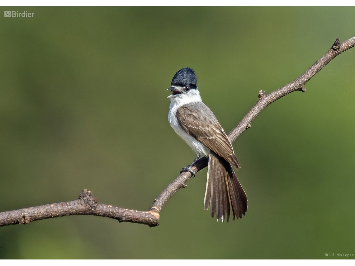 Xenopsaris albinucha