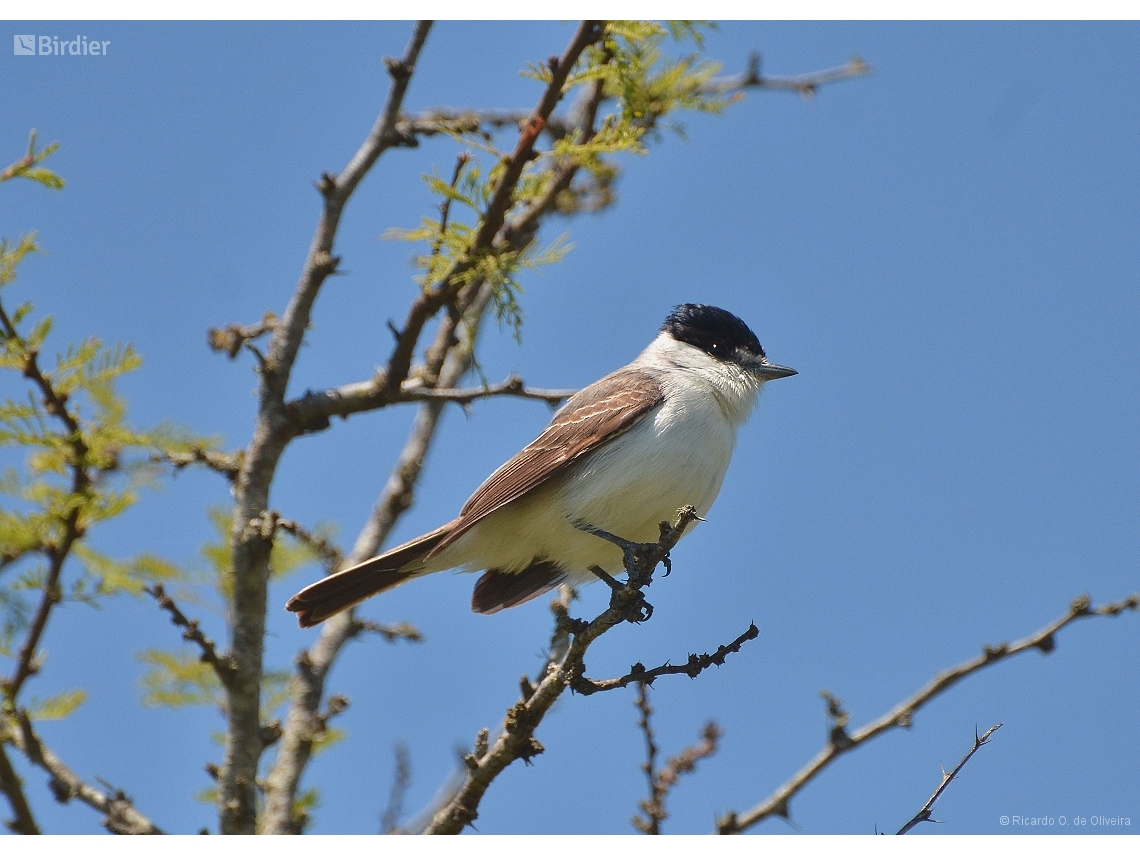 Xenopsaris albinucha