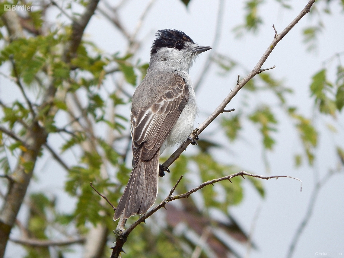 Xenopsaris albinucha