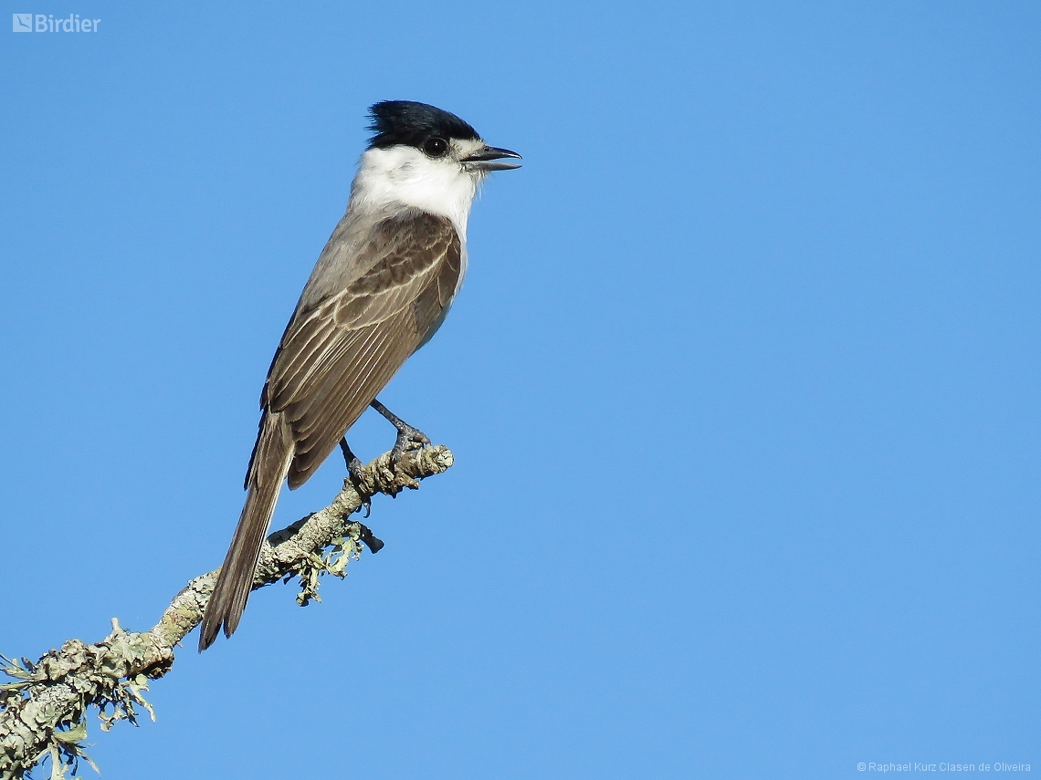 Xenopsaris albinucha