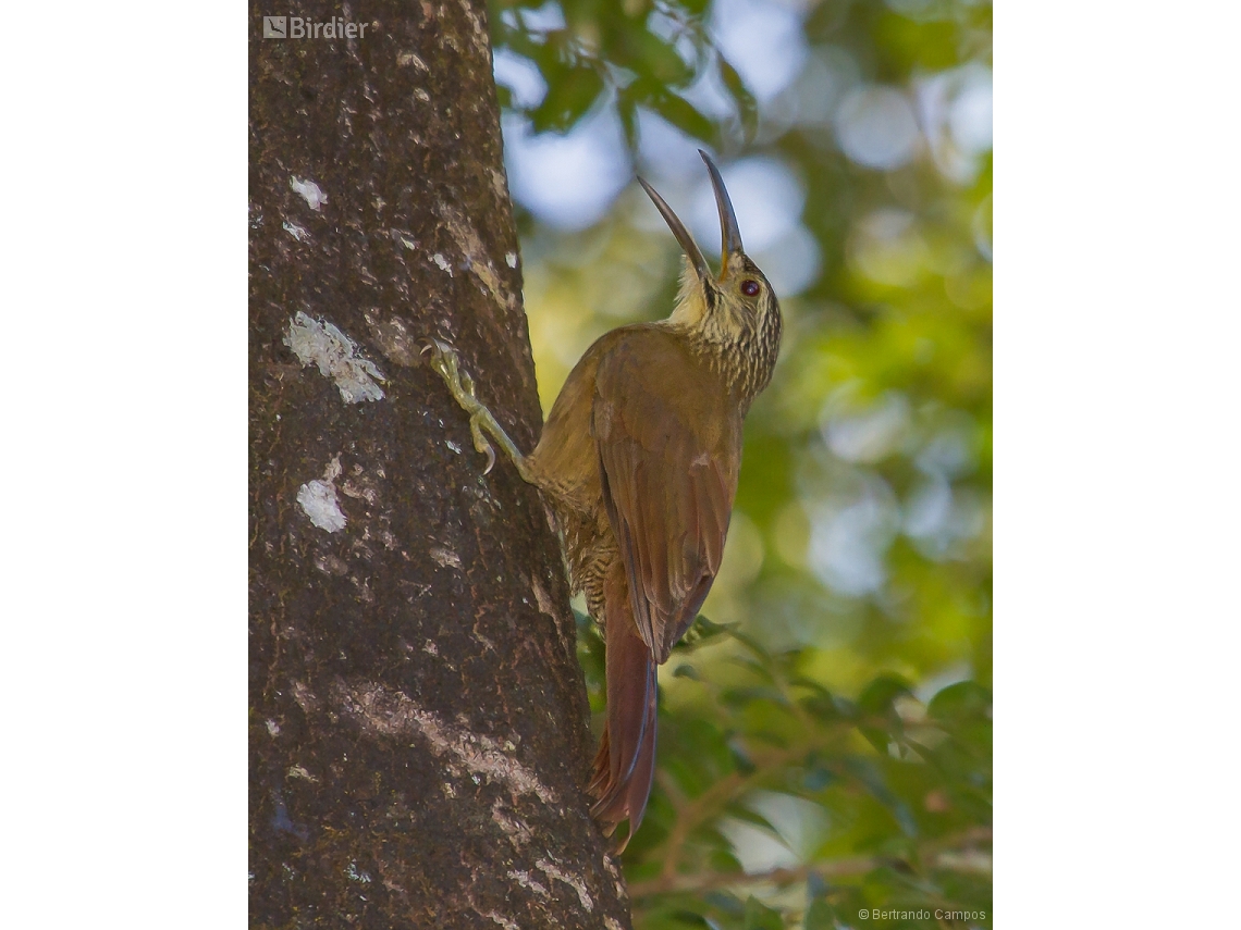 Xiphocolaptes albicollis