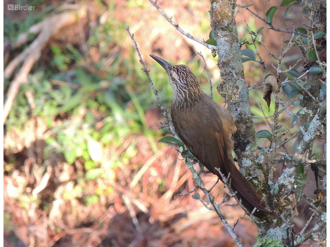 Xiphocolaptes albicollis