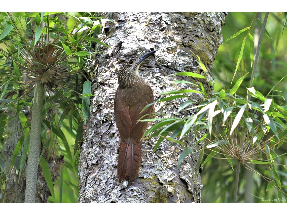 Xiphocolaptes albicollis