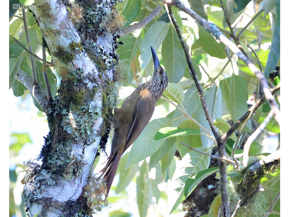 Xiphocolaptes albicollis