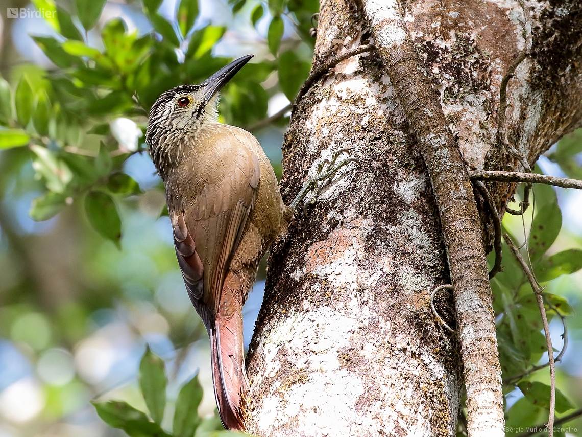 Xiphocolaptes albicollis