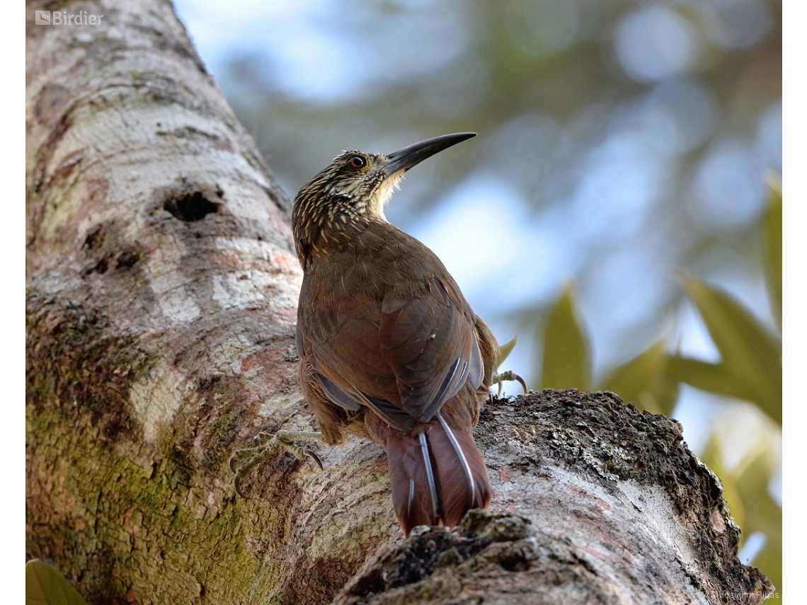 Xiphocolaptes albicollis