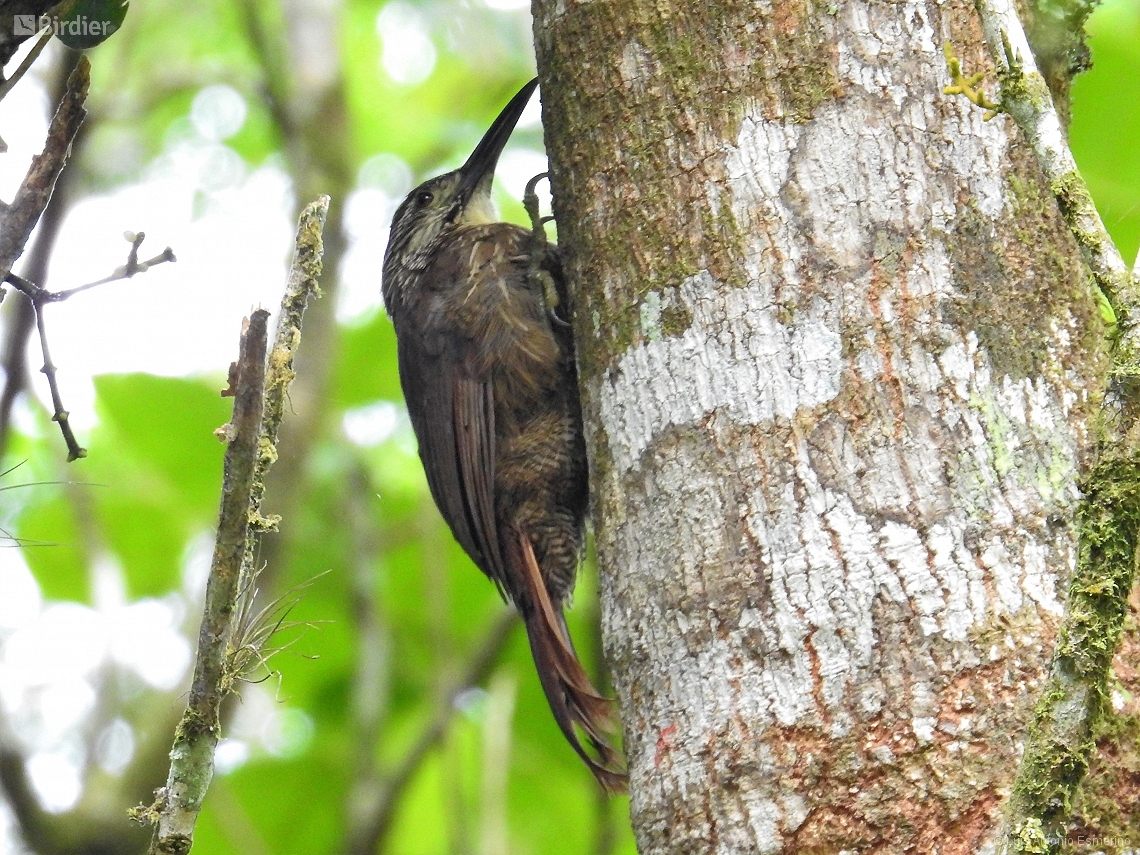 Xiphocolaptes albicollis