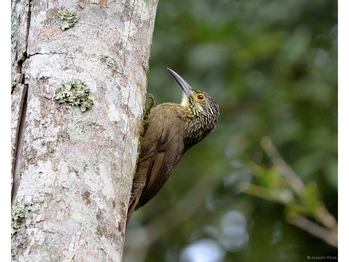 Xiphocolaptes albicollis