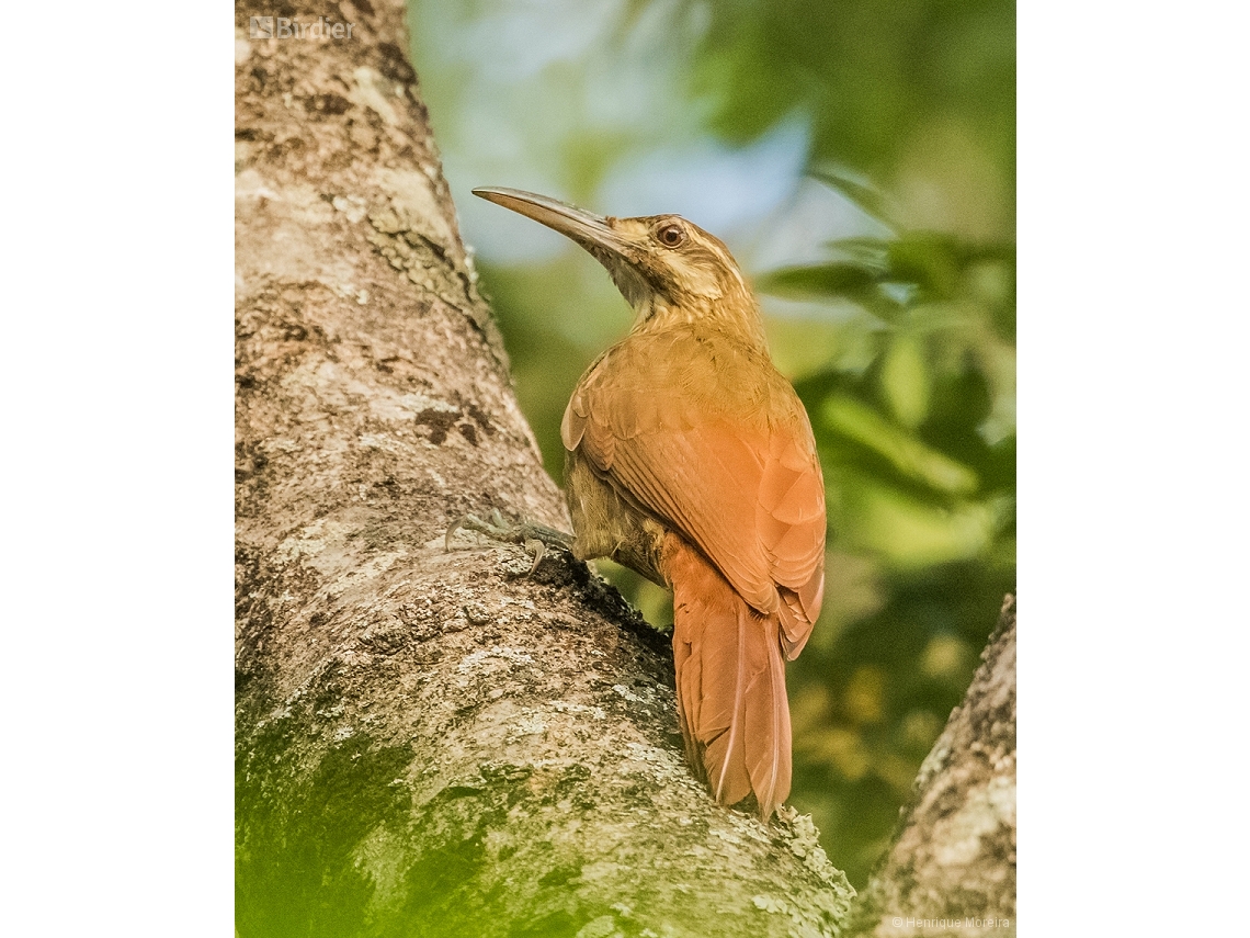 Xiphocolaptes falcirostris
