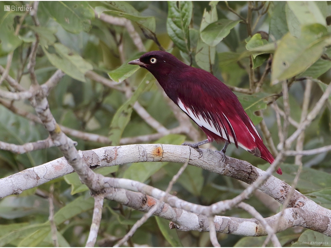 Xipholena punicea