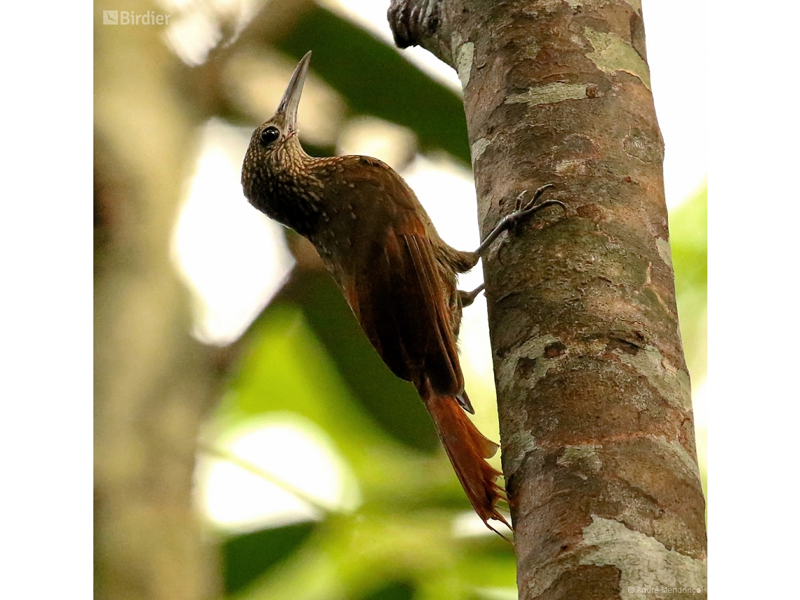 Xiphorhynchus elegans