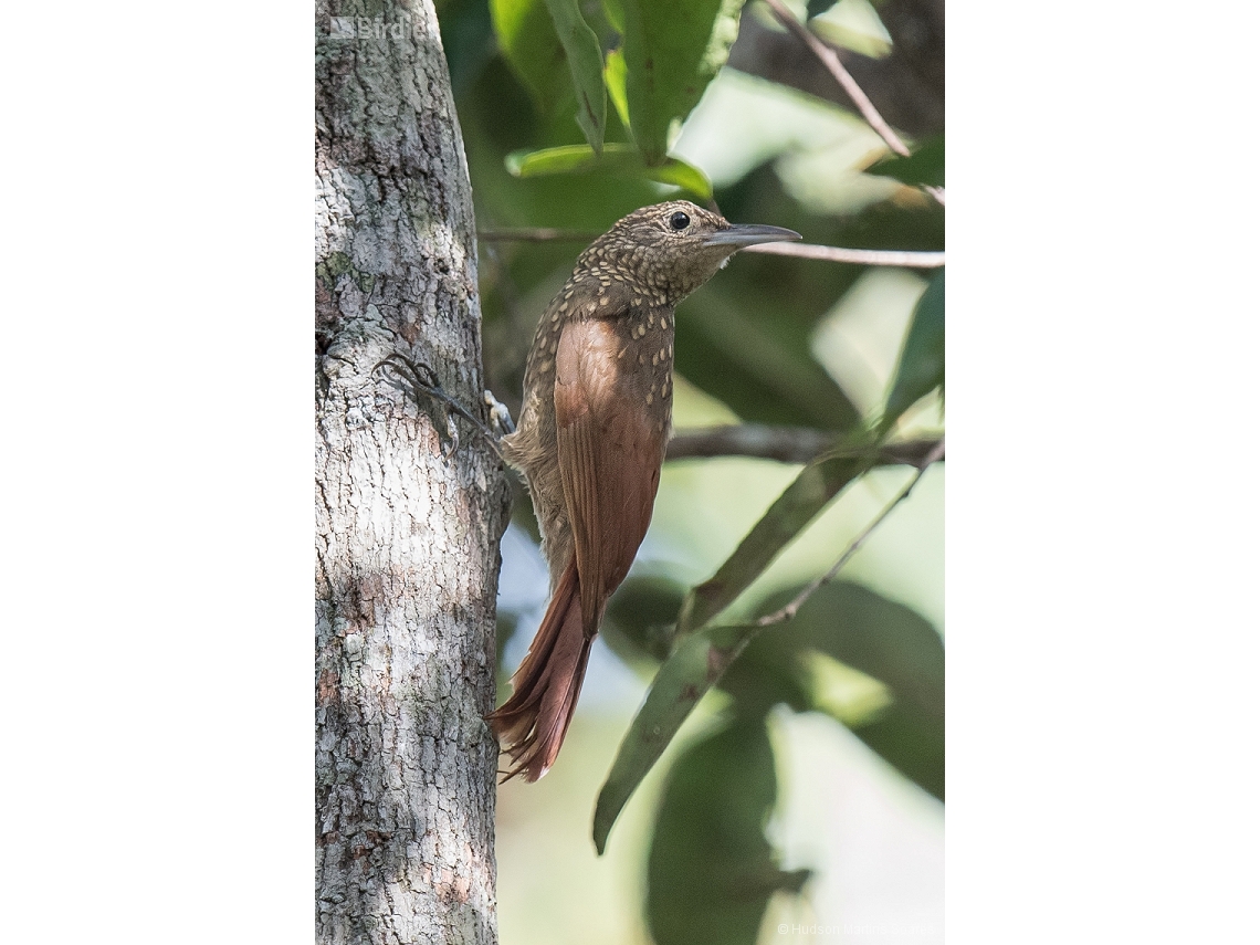 Xiphorhynchus elegans