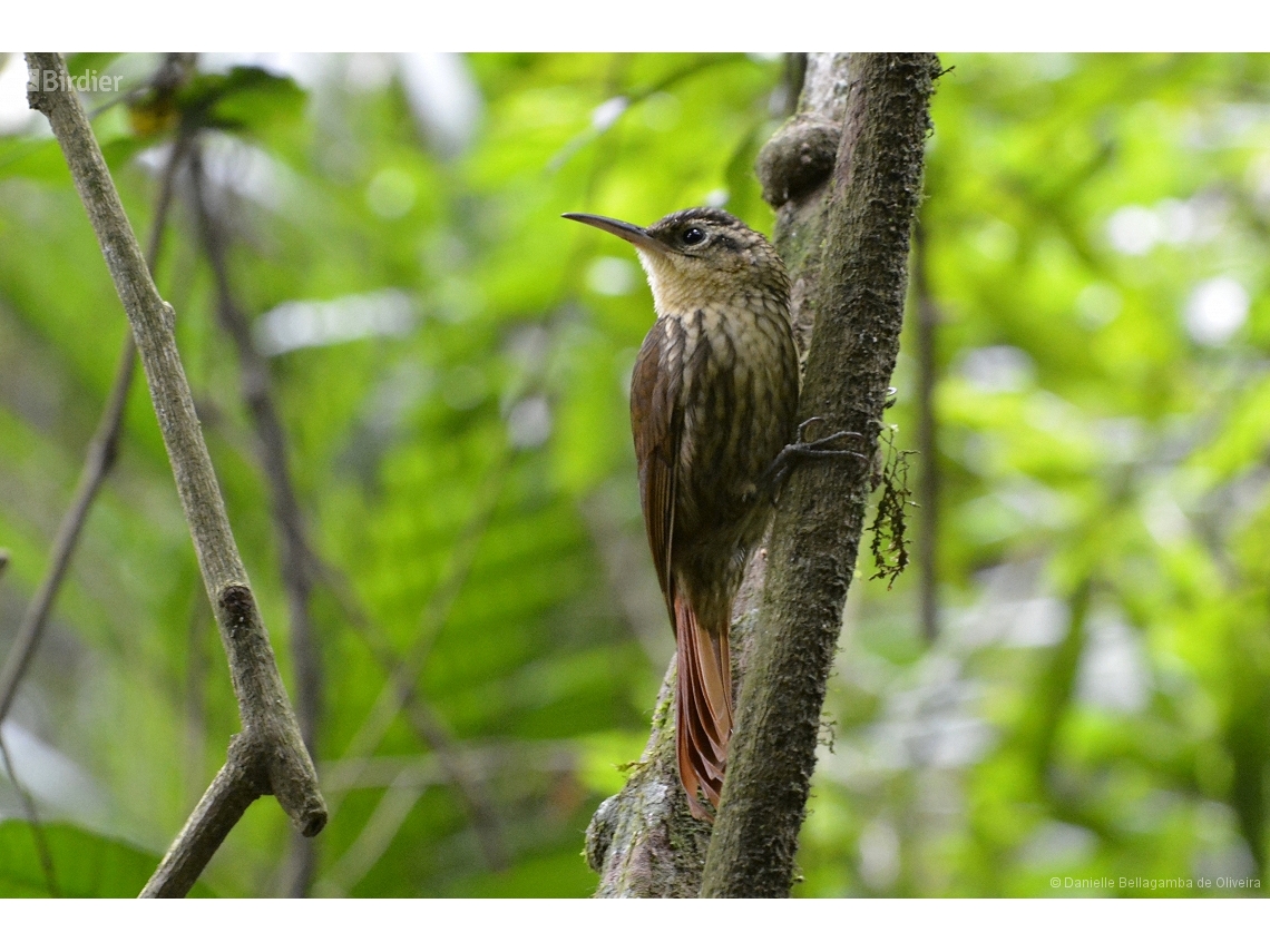 Xiphorhynchus fuscus