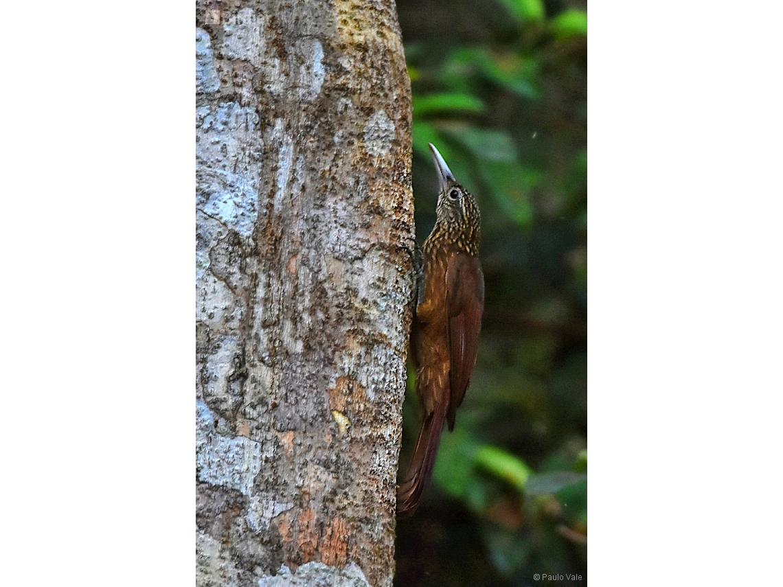 Xiphorhynchus guttatoides