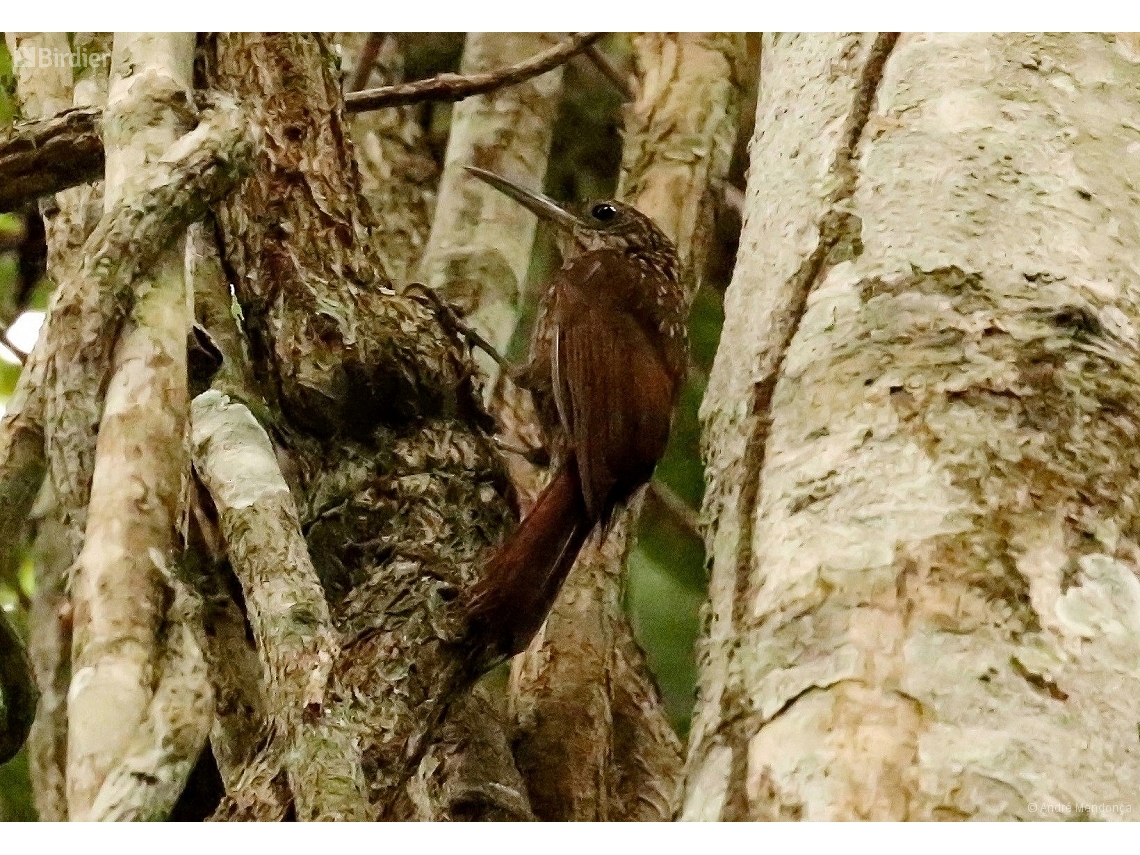 Xiphorhynchus spixii