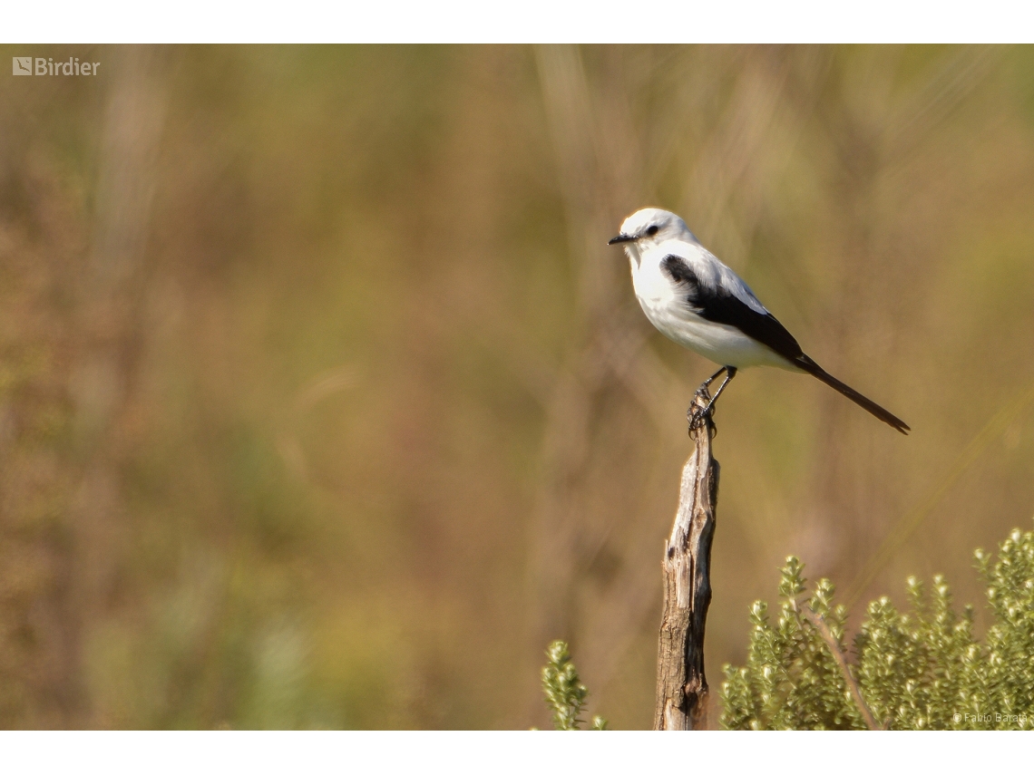 Heteroxolmis dominicana