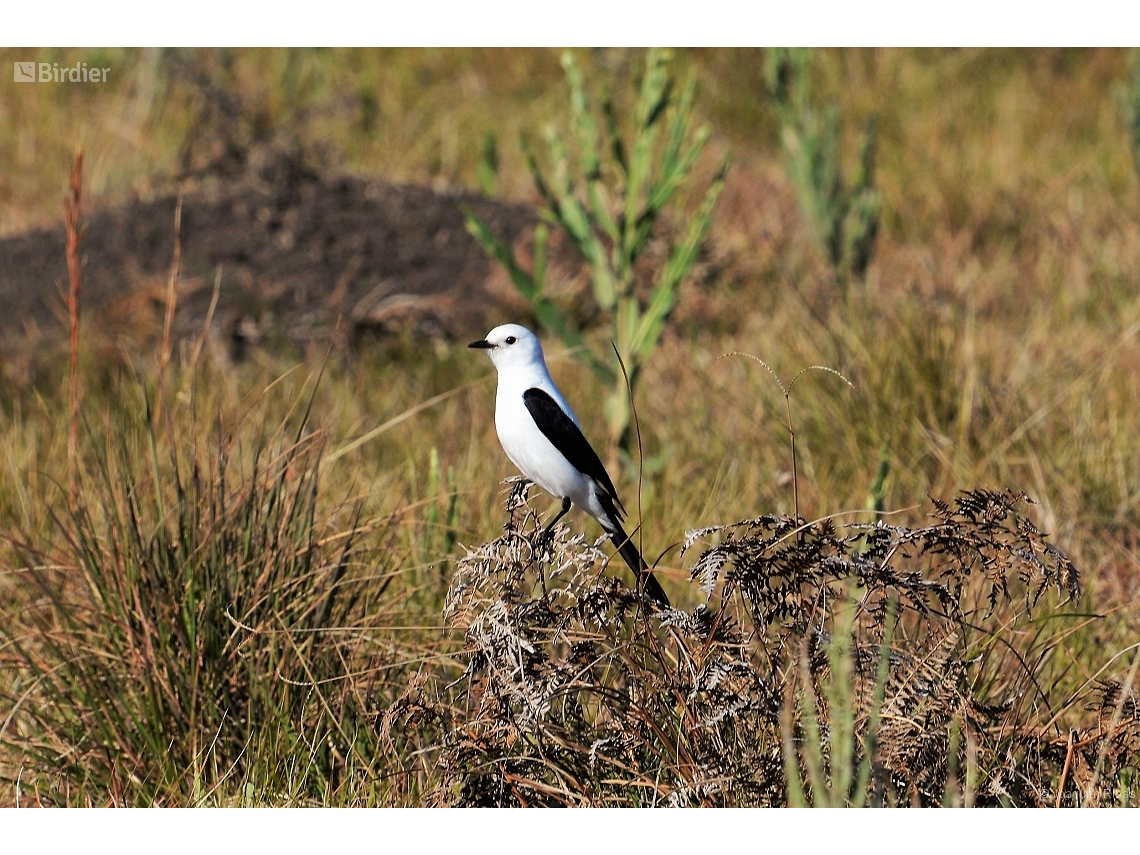 Heteroxolmis dominicana