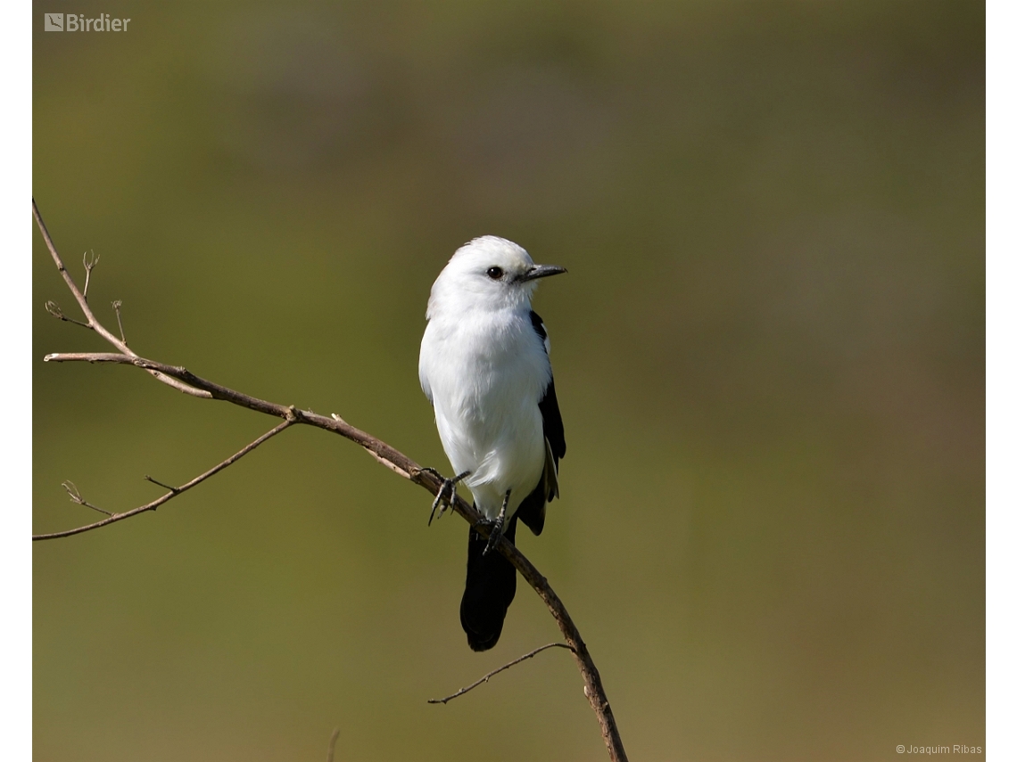 Heteroxolmis dominicana
