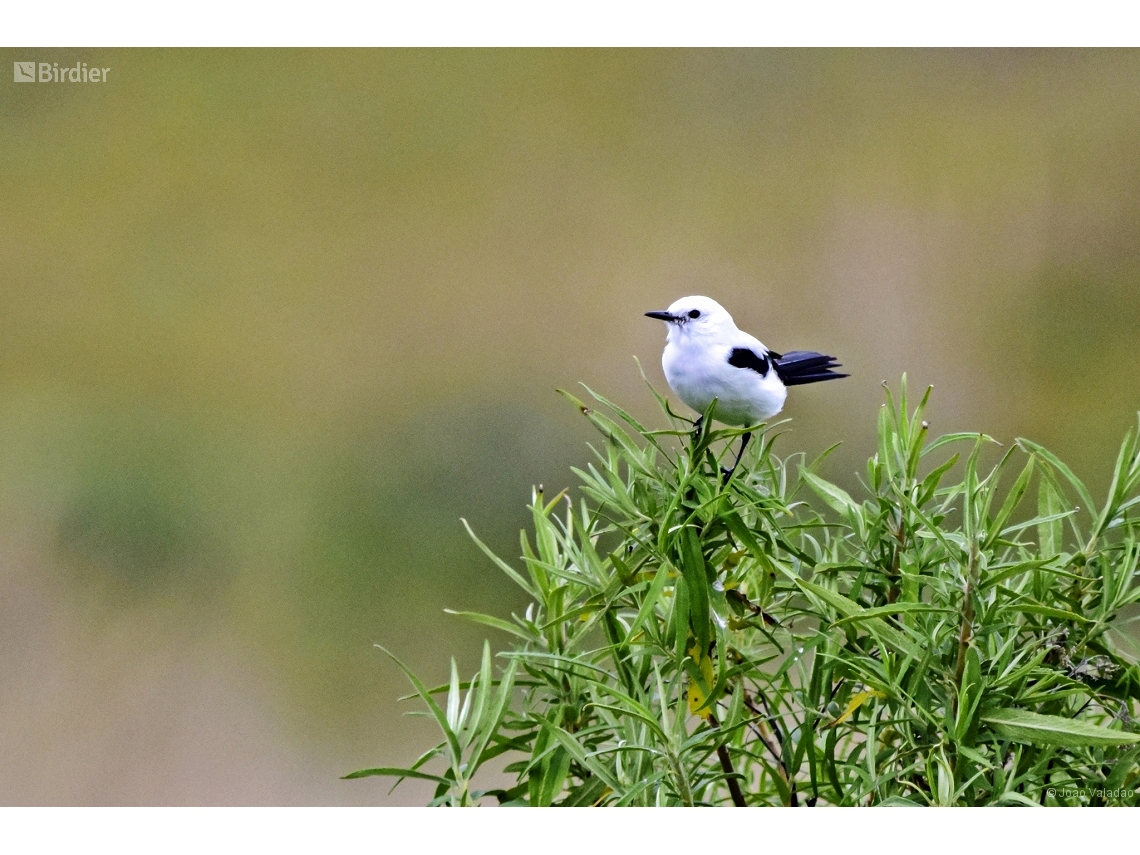Heteroxolmis dominicana