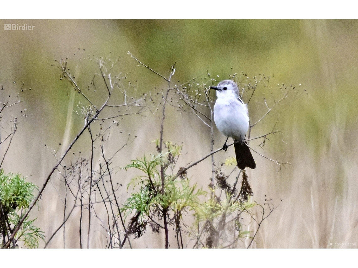 Heteroxolmis dominicana