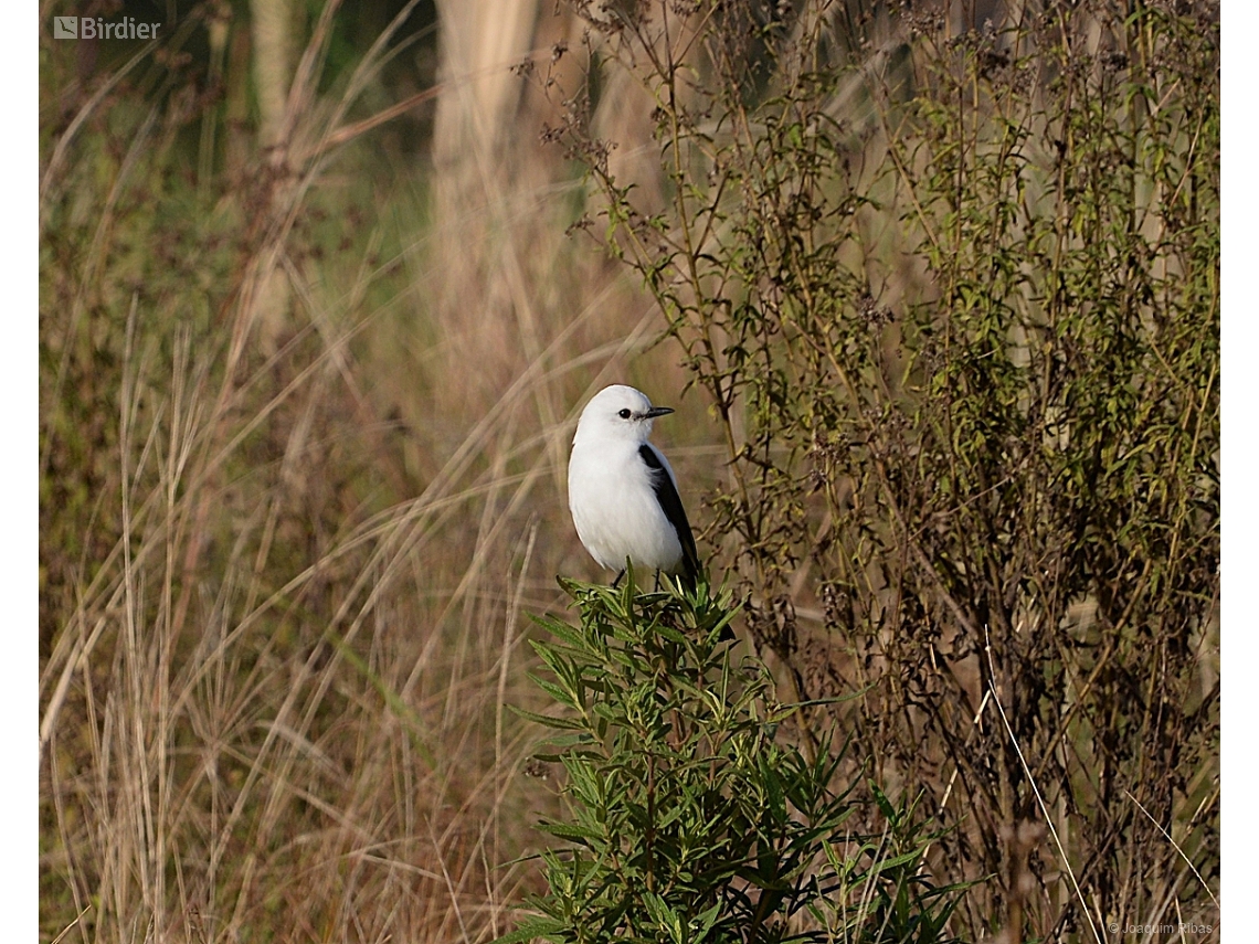 Heteroxolmis dominicana