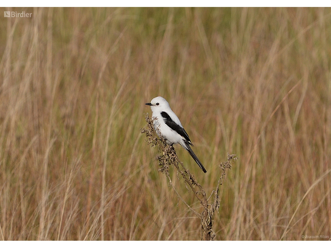 Heteroxolmis dominicana