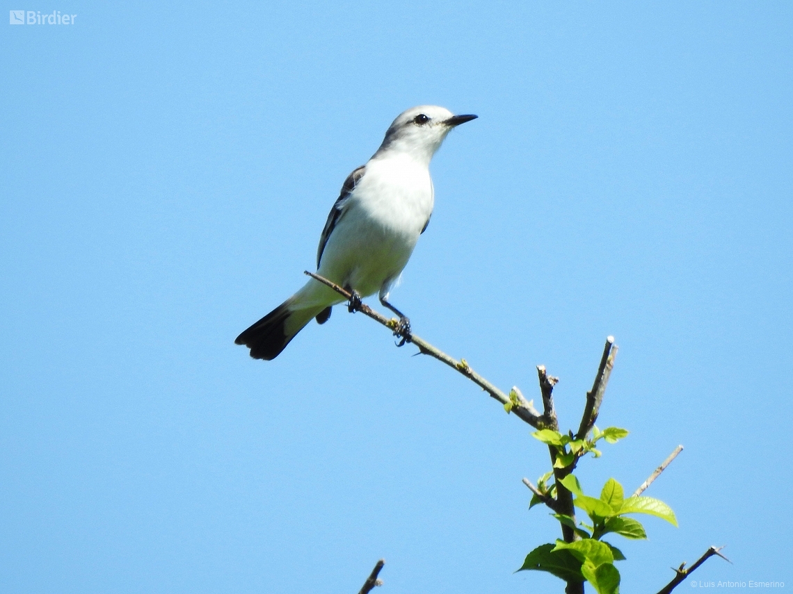 Xolmis velatus