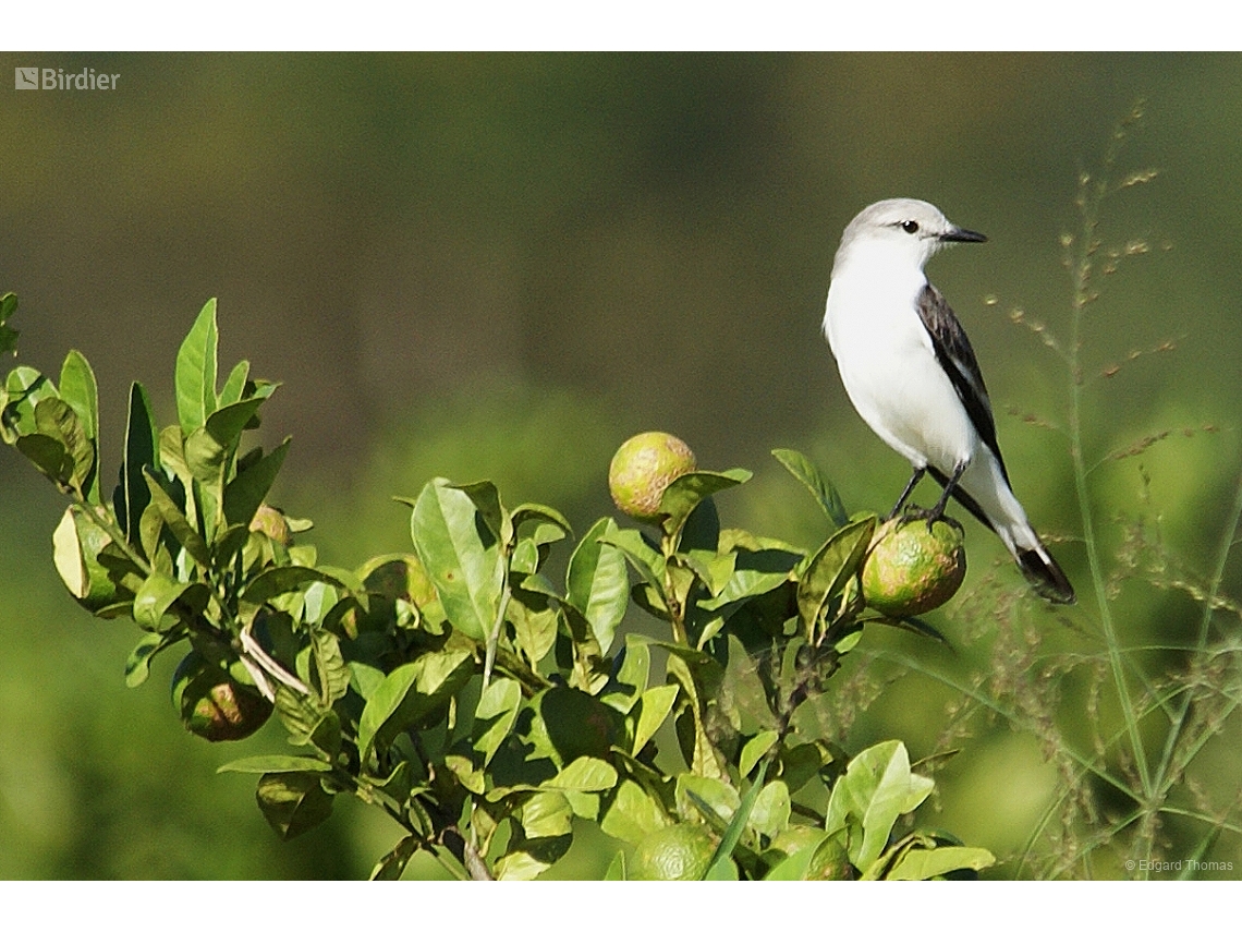Xolmis velatus