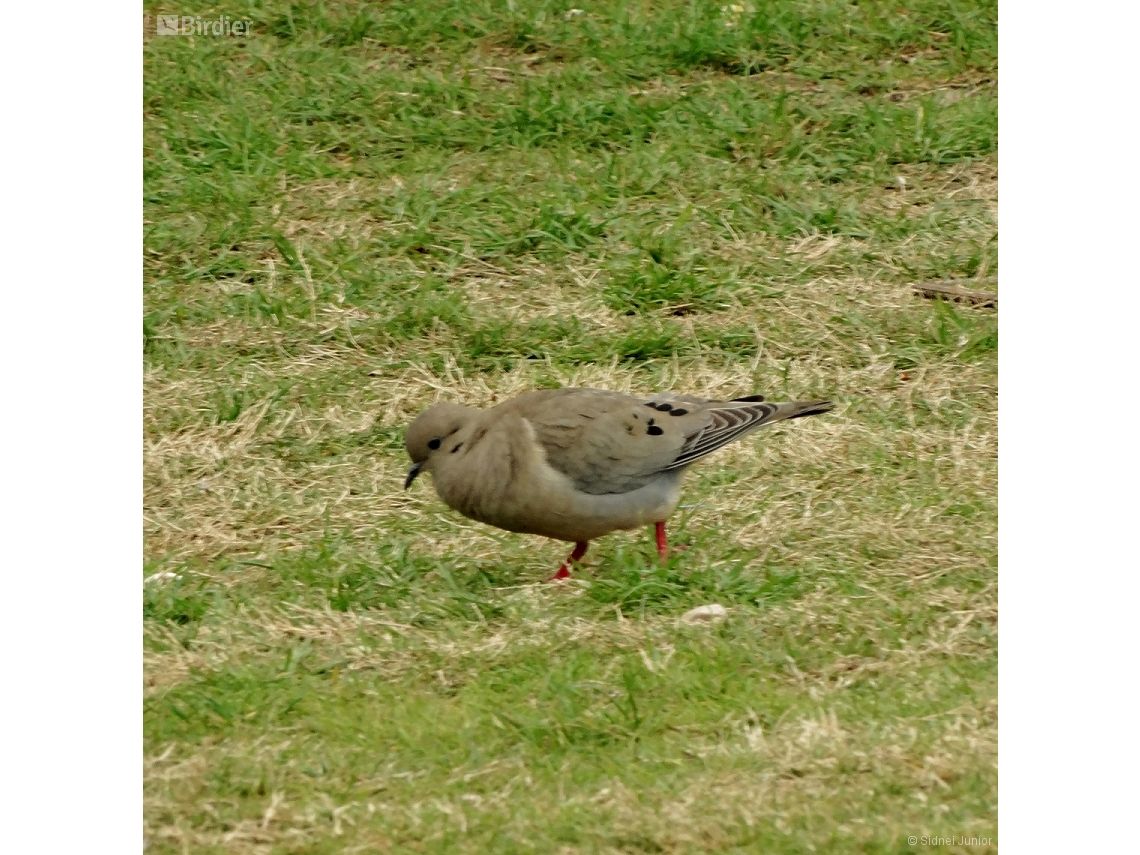 Zenaida auriculata