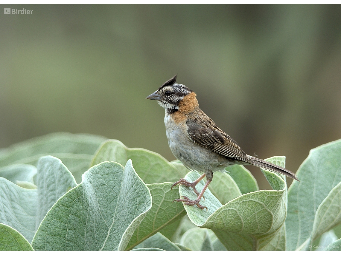 Zonotrichia capensis