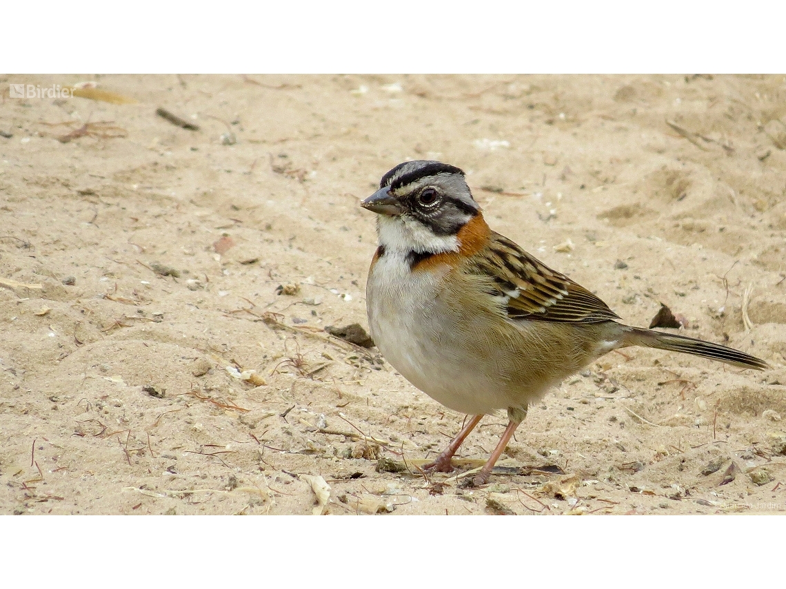 Zonotrichia capensis