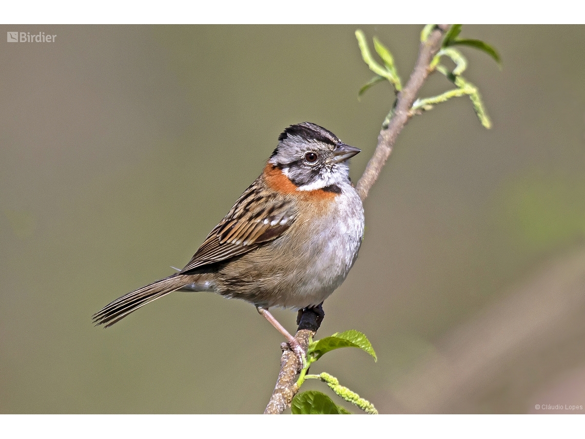 Zonotrichia capensis