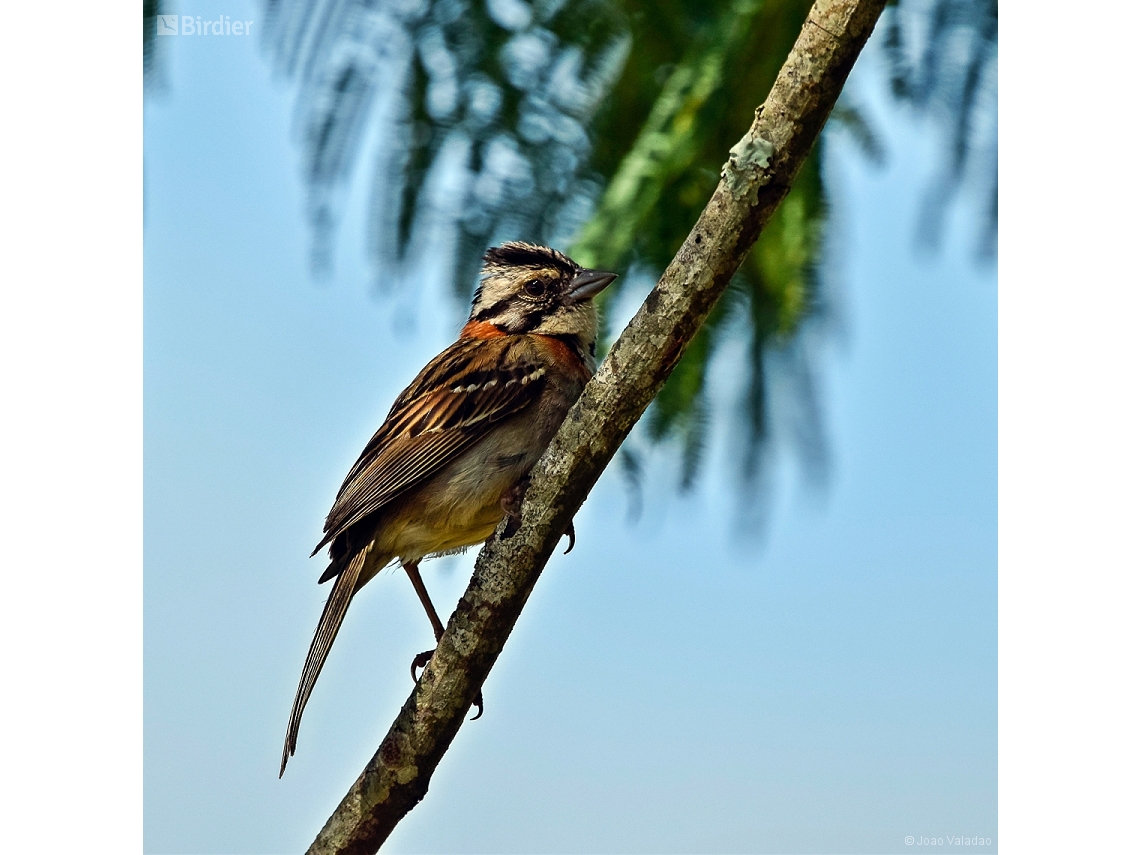 Zonotrichia capensis