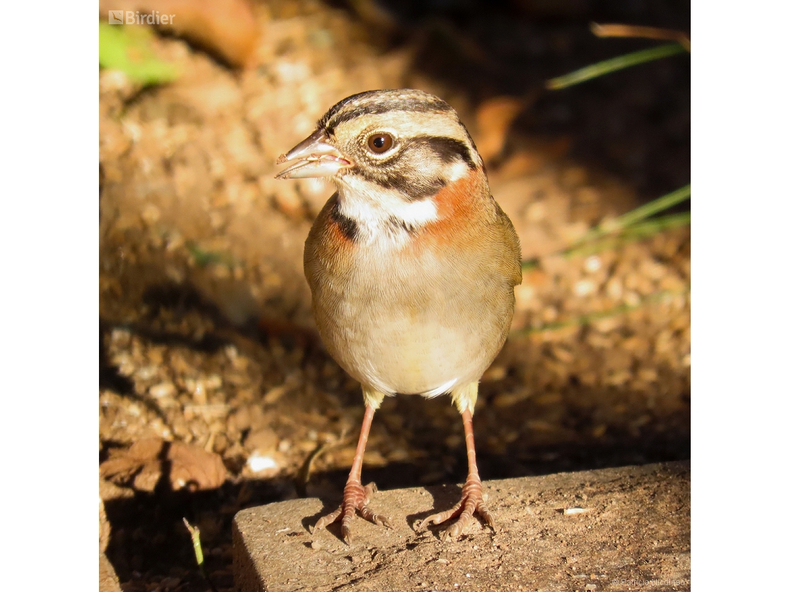 Zonotrichia capensis
