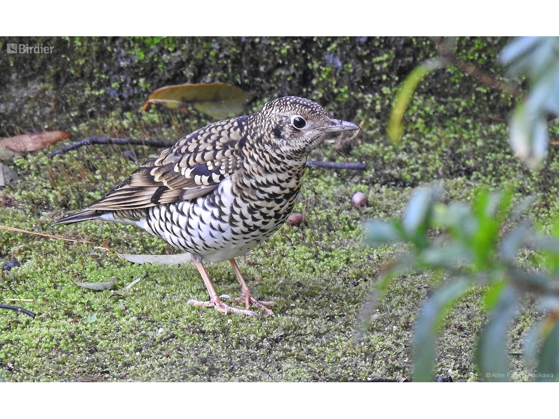 Zoothera aurea