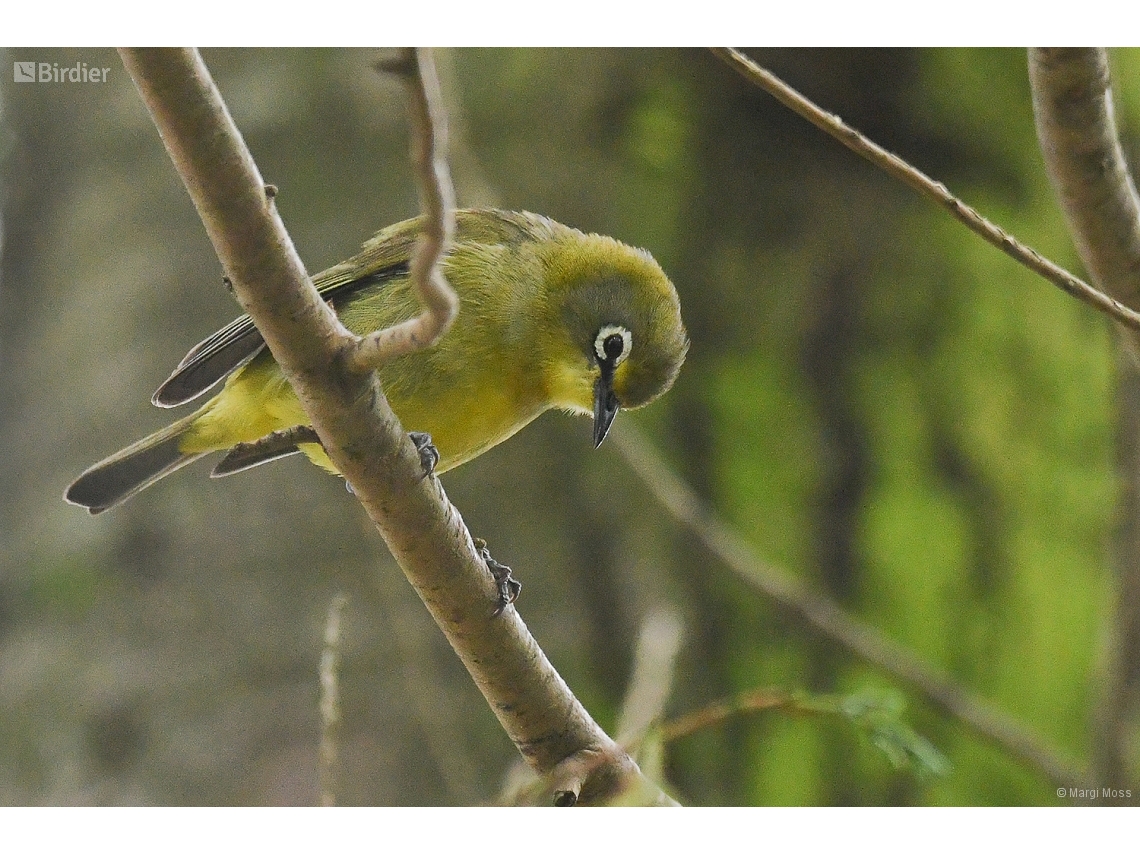 Zosterops virens