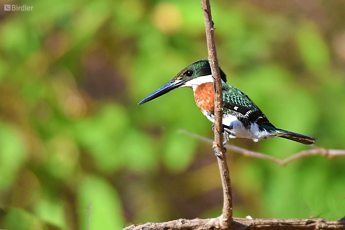 Species Of The Alcedinidae Family Birdier Species Of The Alcedinidae Family Birdier