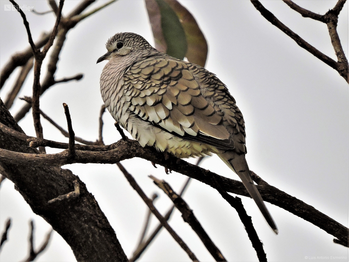 Photos Of Species Columbina Squammata Birdier
