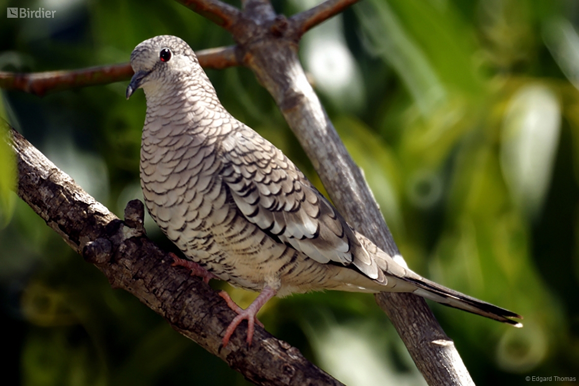 Photos Of Species Columbina Squammata Birdier