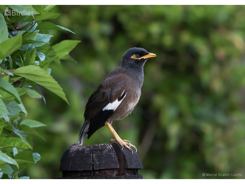 Common Myna