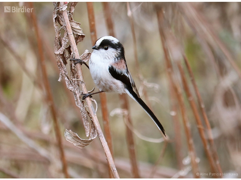 Long-tailed Tit