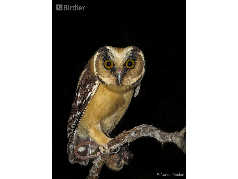 Buff-fronted Owl