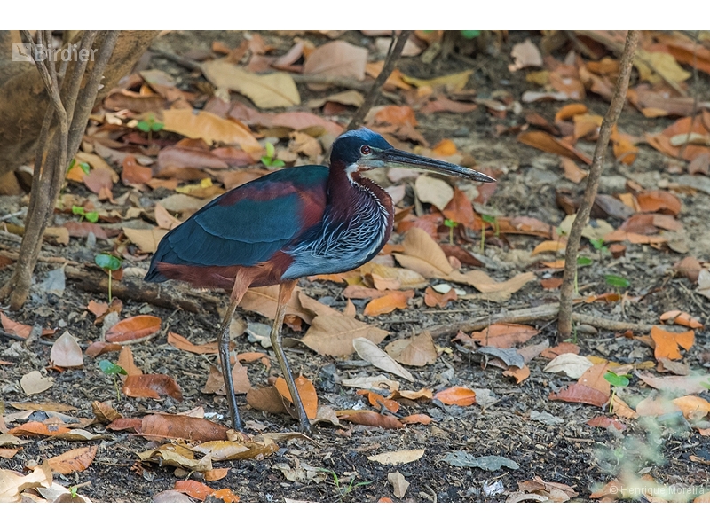 Agami Heron