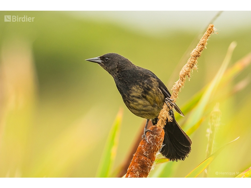 Unicolored Blackbird