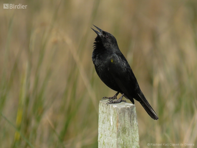 Yellow-winged Blackbird