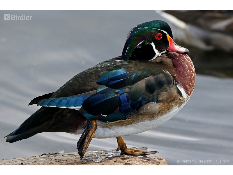 Wood Duck