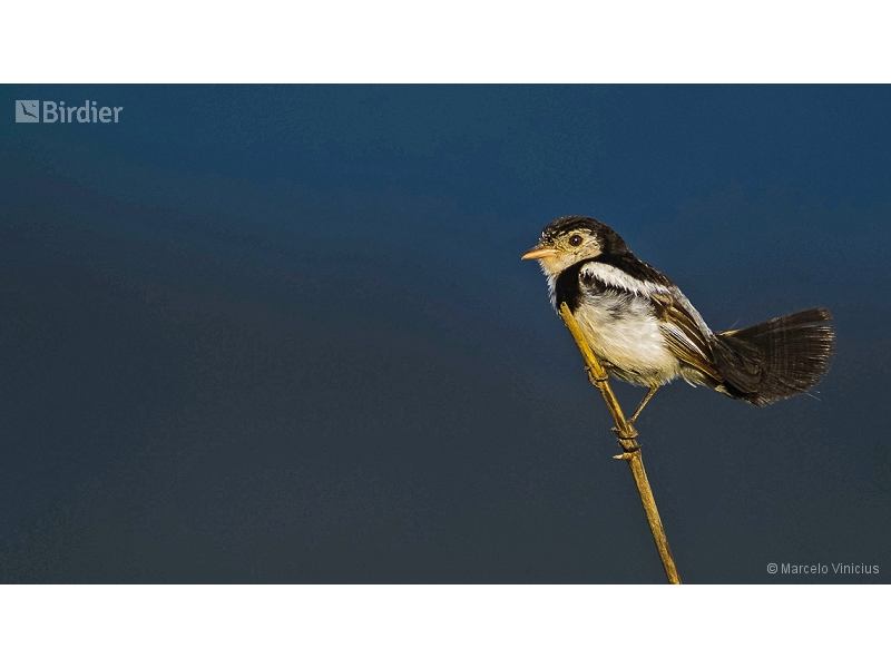 Cock-tailed Tyrant