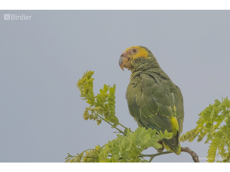 Yellow-faced Parrot