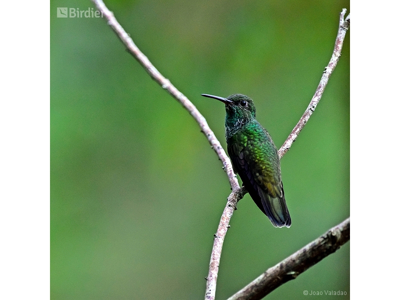 Glittering-throated Emerald