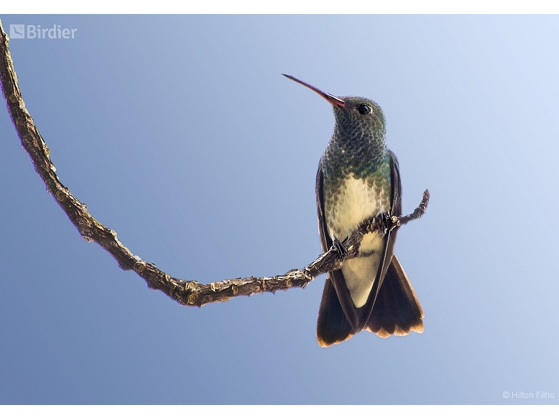 Glittering-throated Emerald